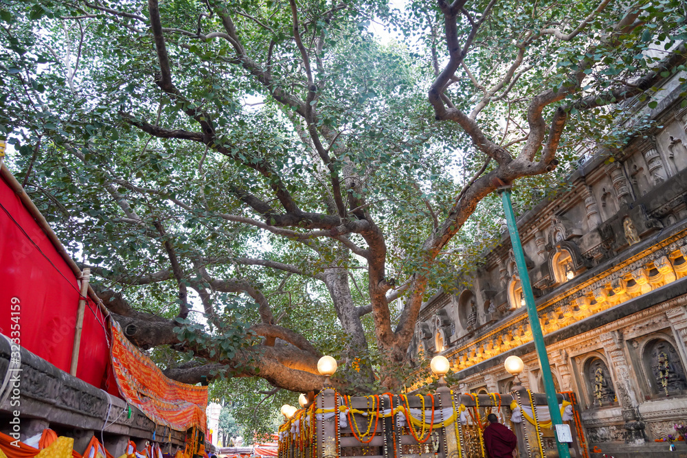 Bodhi Tree in Gaya - Symbol of Enlightenment and Peace